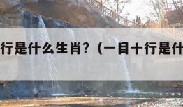 一目十行是什么生肖?（一目十行是什么生肖数字）